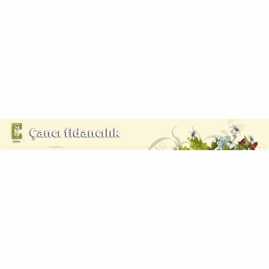 Oktay ÇANCI/Çancı Zeytin Fidanlığı